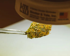 Why is Royal Elite Cannabis Becoming So Popular?